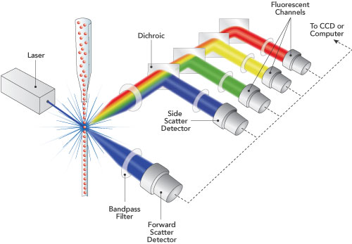 Unice Flow Cytometry